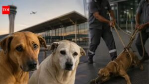 Where are Kaddu and Dholu? Delhi Airport faces heat over missing dogs. India News