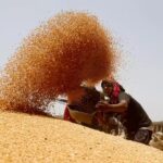 India’s wheat outlook: Production stable despite challenges, says government