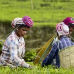 Tea Board shuts Jorhat auction centre, stakeholders raise alarm. Guwahati News