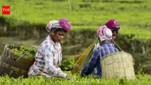 Tea Board shuts Jorhat auction centre, stakeholders raise alarm. Guwahati News