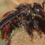 Vulture bees: The only bees in the world that survive on rotting meat.