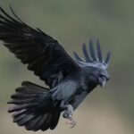 Why ravens are among the few animals thriving around the Dead Sea.