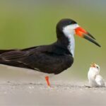 Hundreds of toxic mothballs dumped on Florida beach before nesting season: Shocking act puts entire bird habitat in danger |