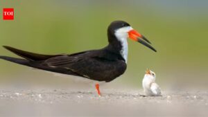 Hundreds of toxic mothballs dumped on Florida beach before nesting season: Shocking act puts entire bird habitat in danger |