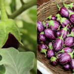 Purple Brinjal vs Green Brinjal: Which is better for bharta, fry, and vegetable |
