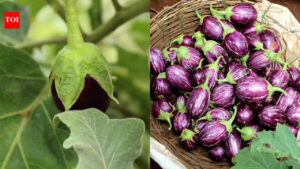 Purple Brinjal vs Green Brinjal: Which is better for bharta, fry, and vegetable |