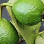 Guava Tree Sunlight Requirements: How to grow Guava tree at home (Simple step-by-step guide for beginners)