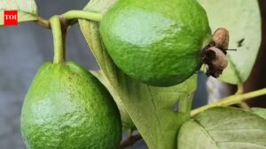 Guava Tree Sunlight Requirements: How to grow Guava tree at home (Simple step-by-step guide for beginners)