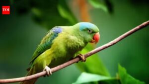 Why parrots can copy human voices but may not always understand the meaning.