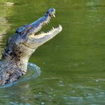 Crocodile climbs into hotel kitchen near Victoria Falls, safely returned to wild |