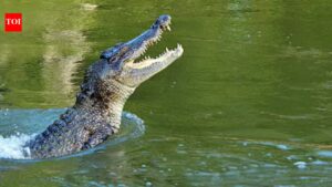 Crocodile climbs into hotel kitchen near Victoria Falls, safely returned to wild |