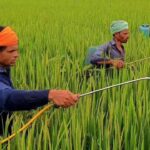 64 LT urea, 19 LT other fertilisers: India boosts import plans as global prices double amid Middle East crisis