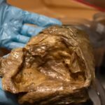 In 2023, deep-sea explorers chasing a golden glimmer on the seafloor found a biological treasure hidden two miles down.