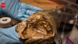 In 2023, deep-sea explorers chasing a golden glimmer on the seafloor found a biological treasure hidden two miles down.