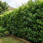 Ditch the fence; these 7 plants are doing it better anyway