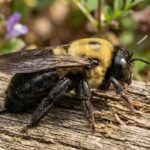 Why carpenter bees are targeting your deck and how to stop them