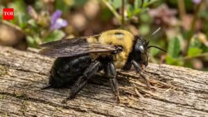 Why carpenter bees are targeting your deck and how to stop them