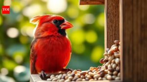 The secret to attracting cardinals is simpler than you think.
