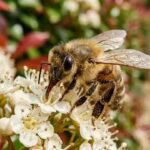 Bees at your door? Here’s what every homeowner actually needs to know.