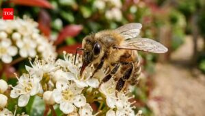 Bees at your door? Here’s what every homeowner actually needs to know.