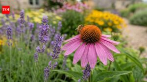 Six low-maintenance flowers your garden needs right now |