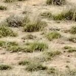 Gujarat’s Bustard chick goes missing amid fears of predator sneak-in | Ahmedabad News