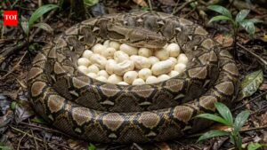 This giant python lays up to 80 eggs and then warms them like a living incubator.