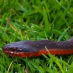 Red-Bellied Black Snake Identification: How to identify a red-bellied black snake in your backyard