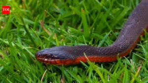 Red-Bellied Black Snake Identification: How to identify a red-bellied black snake in your backyard