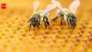 Bees can count up to…? New study reveals the big math skills of the tiny creatures