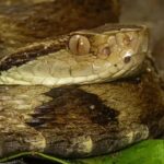 Five venomous snakes found in Kerala under child’s pillow, sparking panic in Kuttiyadi.