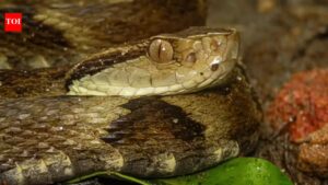 Five venomous snakes found in Kerala under child’s pillow, sparking panic in Kuttiyadi.