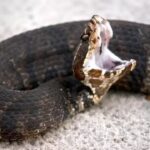 Florida Woman Snake Rescue: “In India, they’d rush to help”: Florida woman on the fate of a trapped venomous snake |