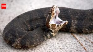 Florida Woman Snake Rescue: “In India, they’d rush to help”: Florida woman on the fate of a trapped venomous snake |