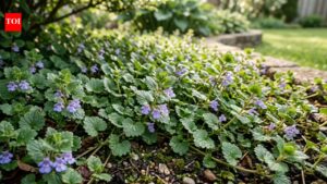 The science of killing Creeping Charlie: What actually works |