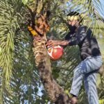 From toddy to neera: A decade after prohibition, Bihar’s fragile transition. Patna News