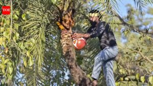 From toddy to neera: A decade after prohibition, Bihar’s fragile transition. Patna News