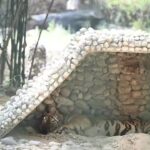 Lucknow, other parts register dip in temp | Lucknow News