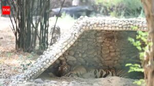 Lucknow, other parts register dip in temp | Lucknow News