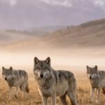 Spotting these 8 powerful animals in Yellowstone National Park makes every visit unforgettable.