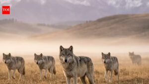 Spotting these 8 powerful animals in Yellowstone National Park makes every visit unforgettable.