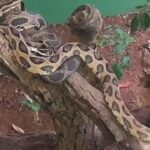 Katraj Snake Park, India: 10 things no one tells you about this tourist destination |