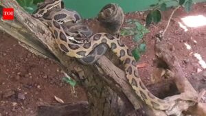 Katraj Snake Park, India: 10 things no one tells you about this tourist destination |