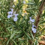 Why your rosemary always dies (and the soil fix you need) |