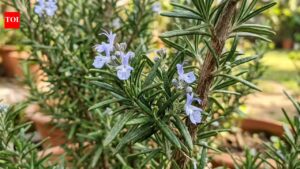 Why your rosemary always dies (and the soil fix you need) |
