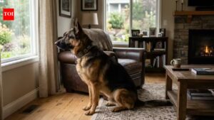 Living alone? These 9 dog breeds have you covered.