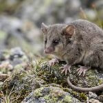 How scientists are rewriting the future of the tiny mountain possum |