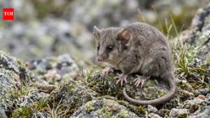 How scientists are rewriting the future of the tiny mountain possum |