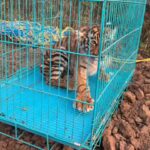 Rescued tiger cub dies in the Nilgiris; another cub shifted to Chennai’s Vandalur zoo Coimbatore News