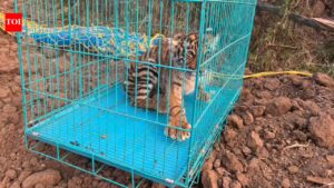 Rescued tiger cub dies in the Nilgiris; another cub shifted to Chennai’s Vandalur zoo Coimbatore News